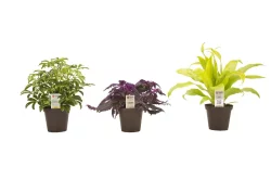 Exotic Angel Assorted Potted Plant