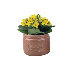 Mini Chesnut Mason Jar Flowering Potted Plant