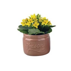 Mini Chesnut Mason Jar Flowering Potted Plant