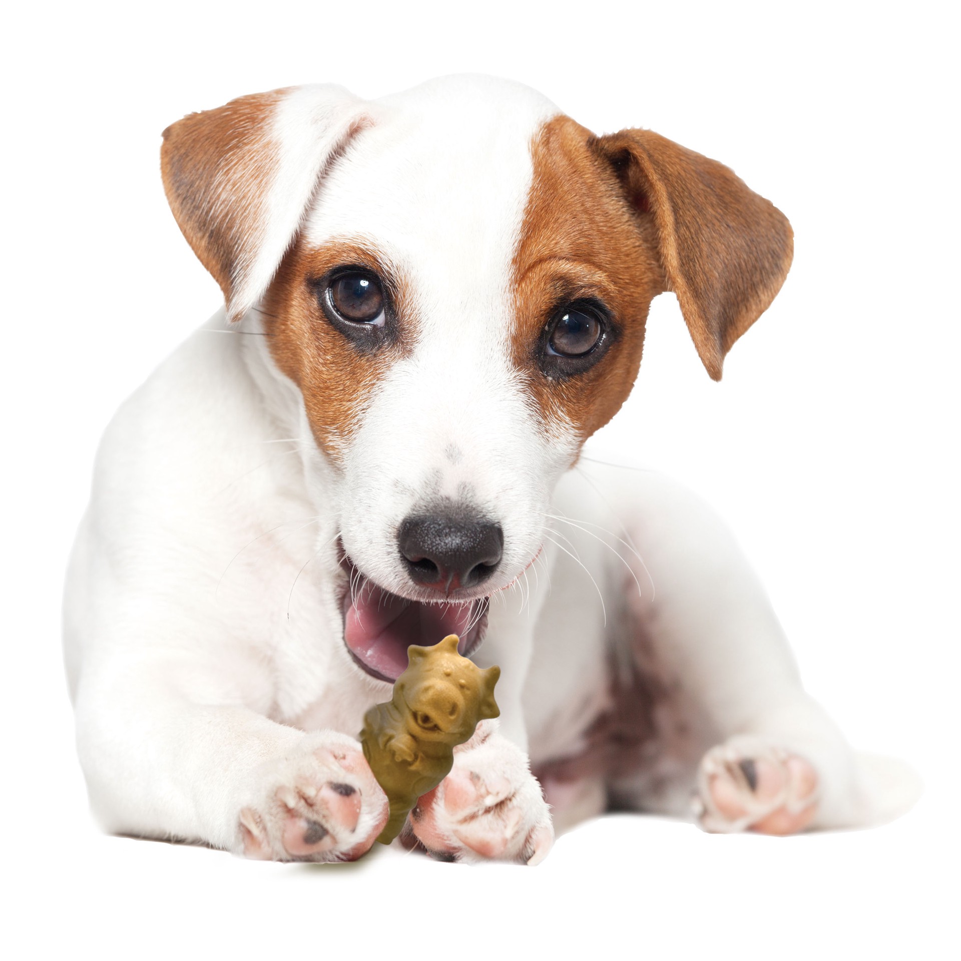 slide 5 of 10, Nylabone Healthy Edibles Puppy Animal-Shaped Lamb & Apple Dog Chew Treats Small/Regular - Up to 25 Ibs.(12 Count), 1 ct