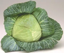 Green Cabbage
