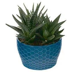 Wild Interiors Succulent Garden 6 Inch