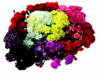 slide 1 of 1, Gerber The Queen's Flowers Mixed a Carnations, 12 ct