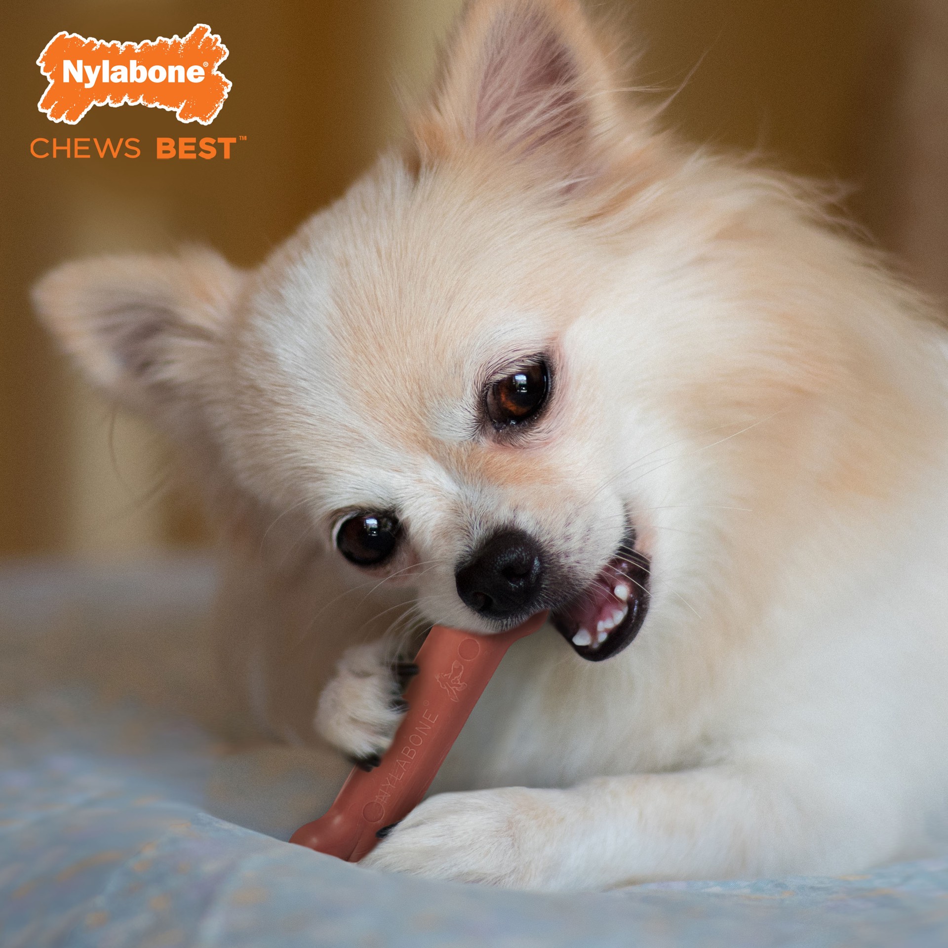 slide 3 of 10, Nylabone Power Chew Dog Toy Bacon X-Small/Petite - Up to 15 lbs.(1 Count), 1 ct