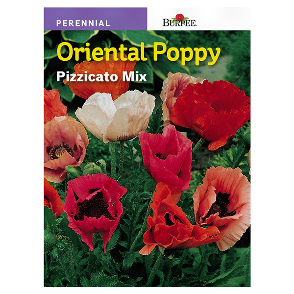 slide 1 of 1, Burpee Oriental Poppy Pizzicato Mix Seeds, 1 ct