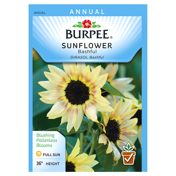 slide 1 of 1, Burpee Sunflower Bashful Seeds, 1 ct