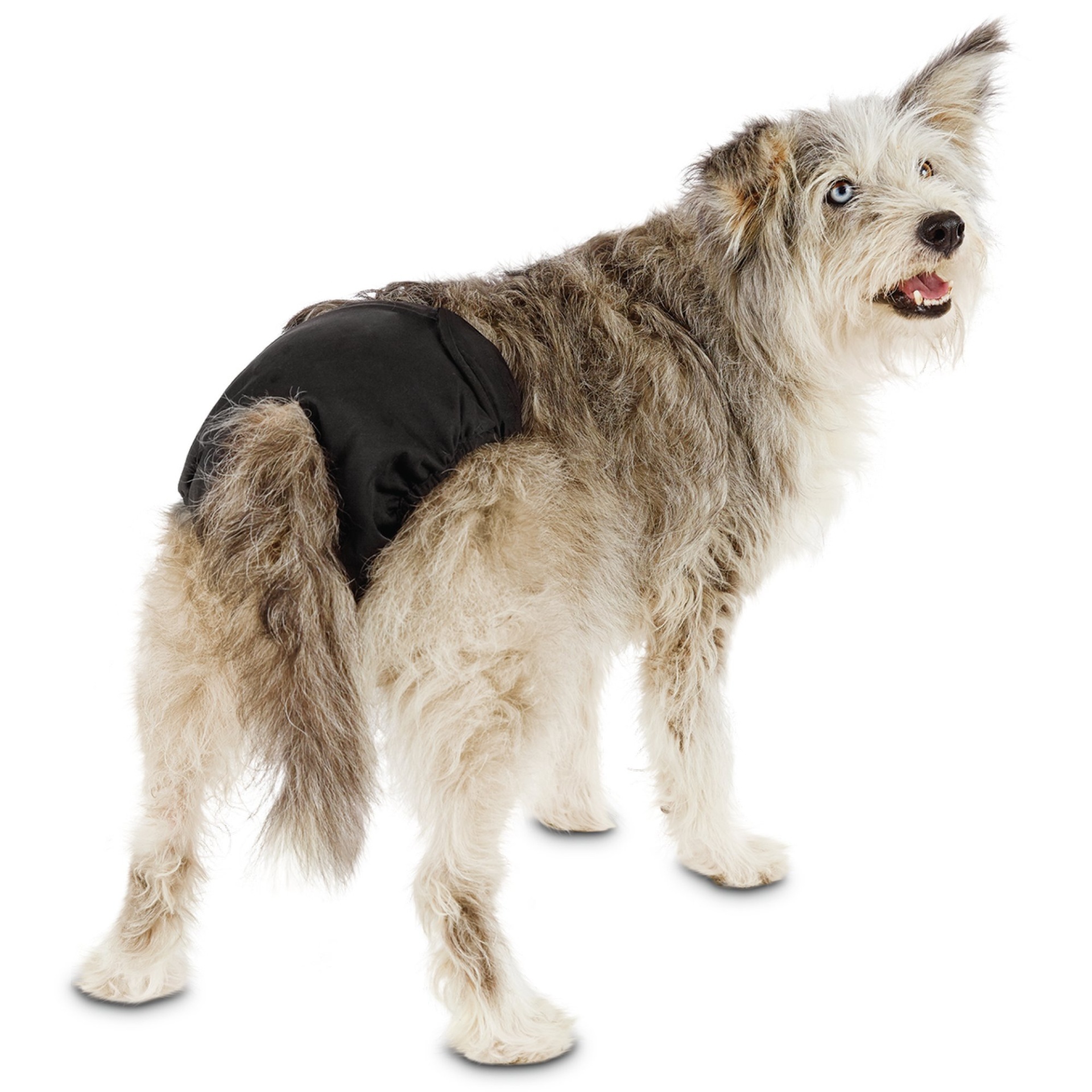 slide 1 of 1, So Phresh Washable Diaper for Dogs, 2 ct; LG