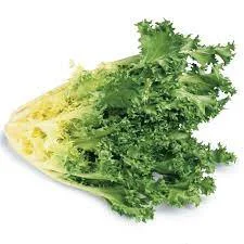 Belgian Endive
