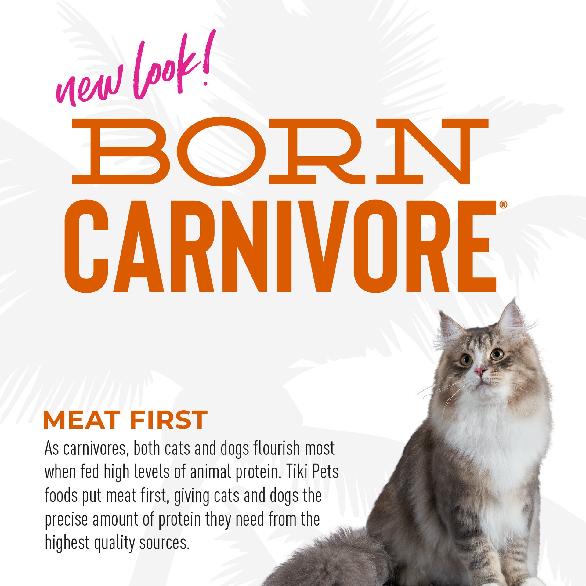 slide 5 of 7, Tiki Cat Born Carnivore High Protein Dry Cat Food, Deboned Chicken & Egg, 2.8 lbs. Bag, 2.8 lb