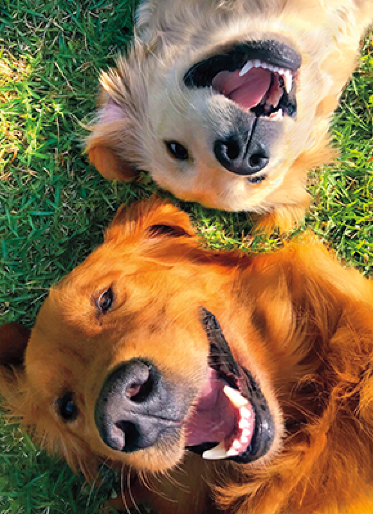 slide 1 of 1, Avanti Birthday Card Happy Dogs Odin, 1 ct