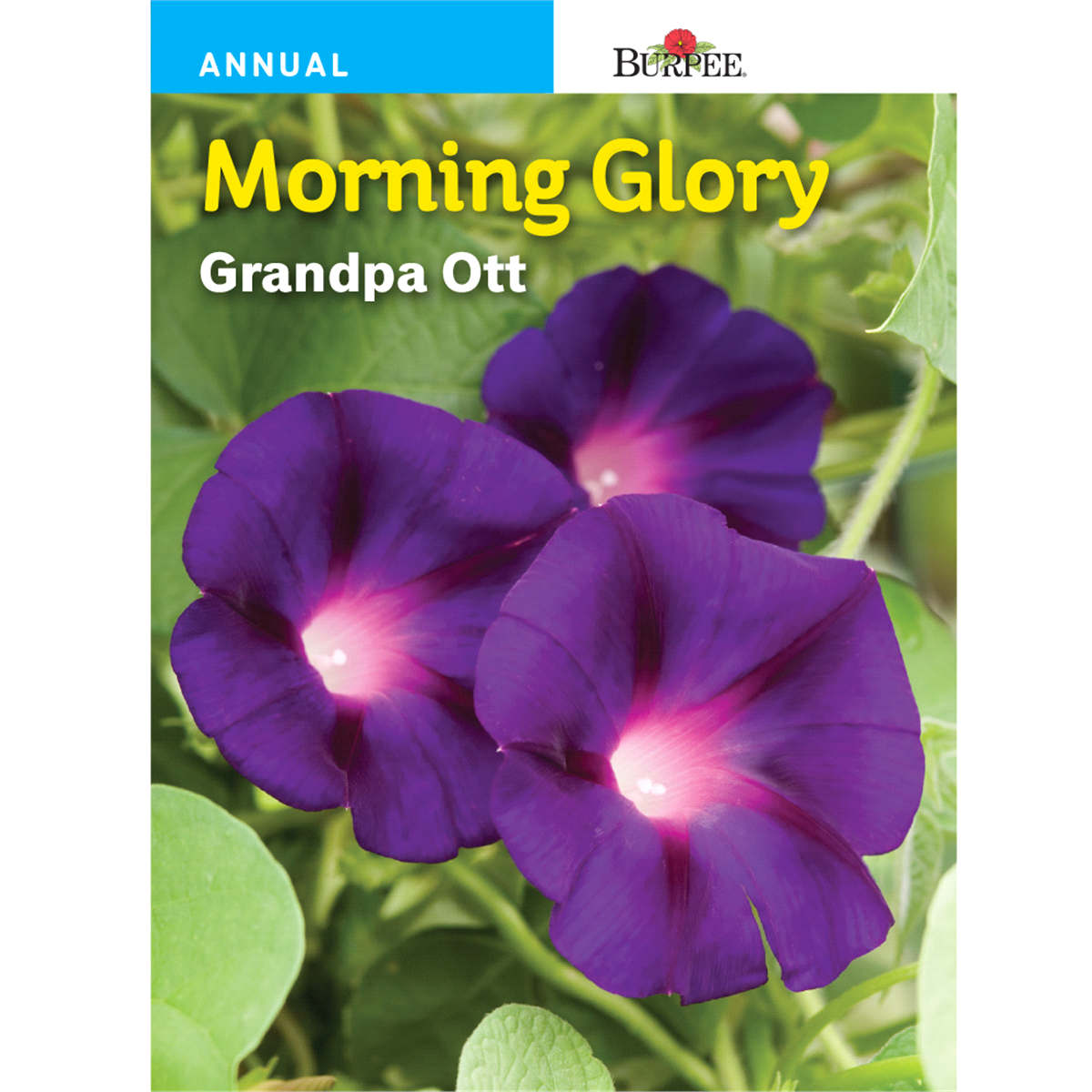 slide 1 of 1, Burpee Morning Glory Grandpa Ott Seeds - Purple, 1 ct