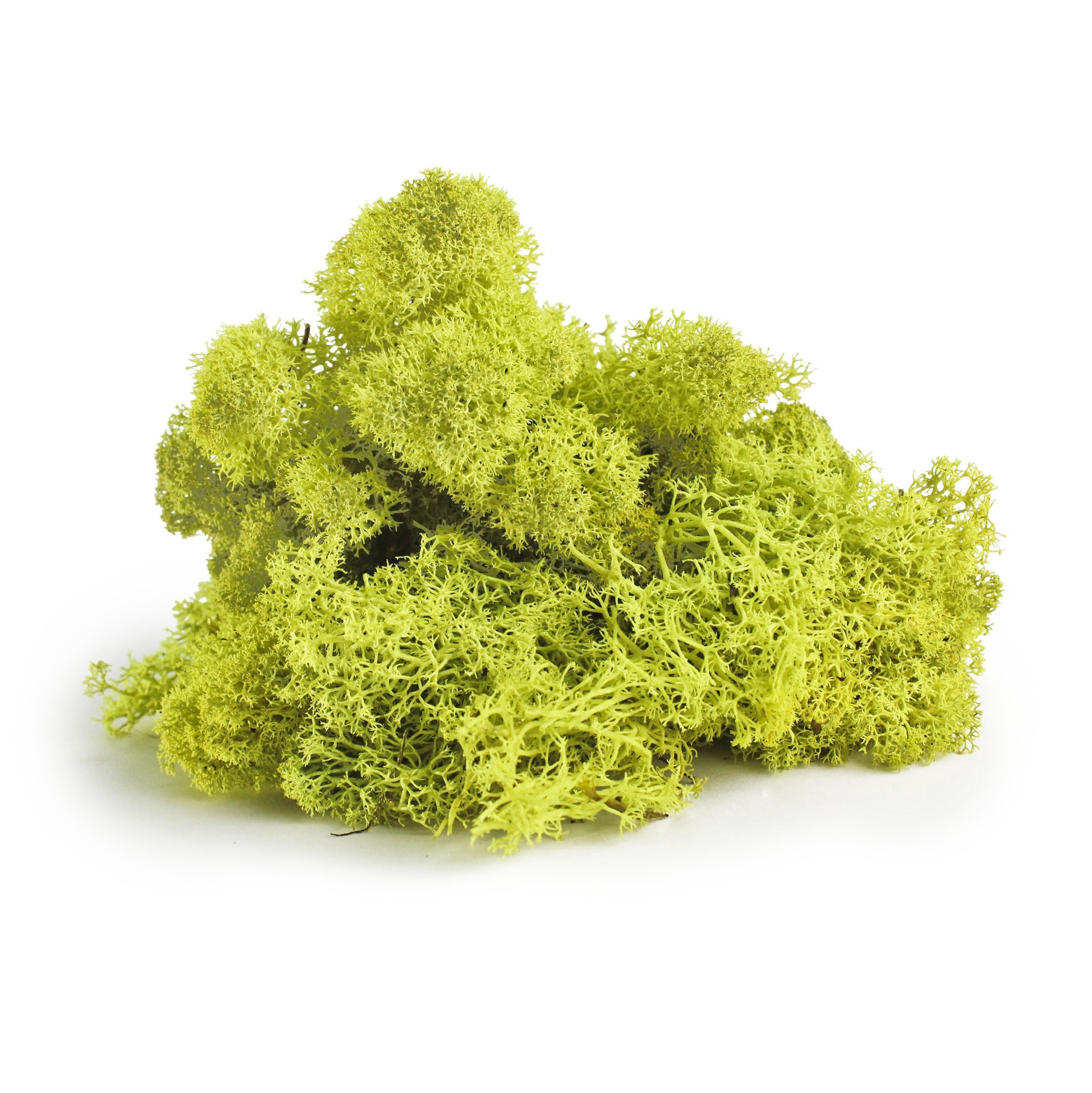slide 2 of 3, Supermoss Preserved Reindeer Moss, 8oz., 8 oz