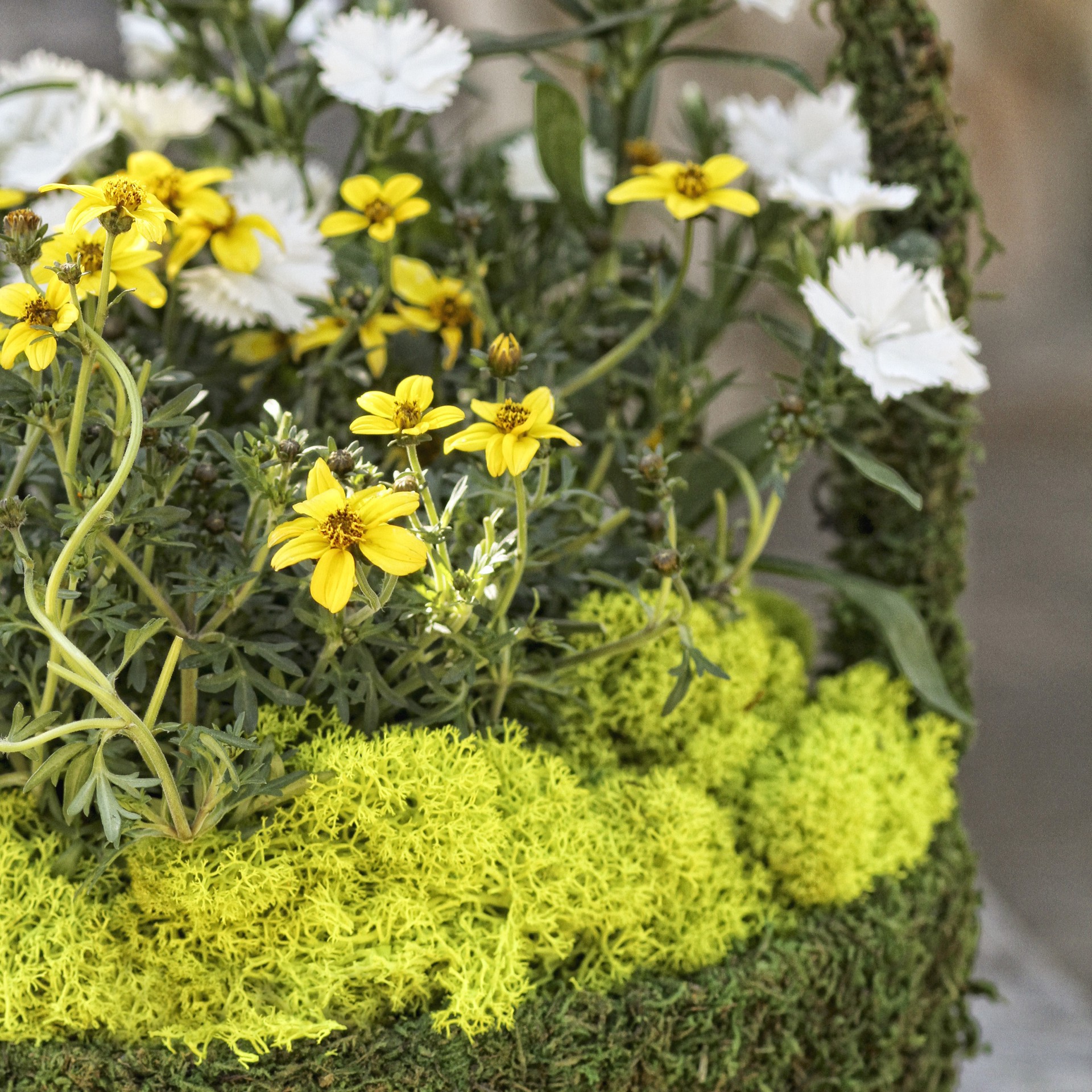 slide 3 of 3, Supermoss Preserved Reindeer Moss, 8oz., 8 oz