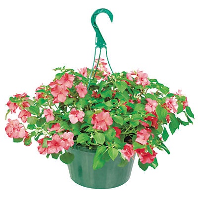 slide 1 of 1, H-E-B 10 Inch Hanging Baskets Impatiens, 1 ct