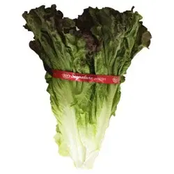 Produce Lettuce 1 ea