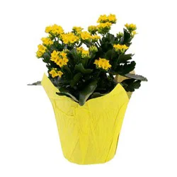 6" Kalanchoe Tricolor