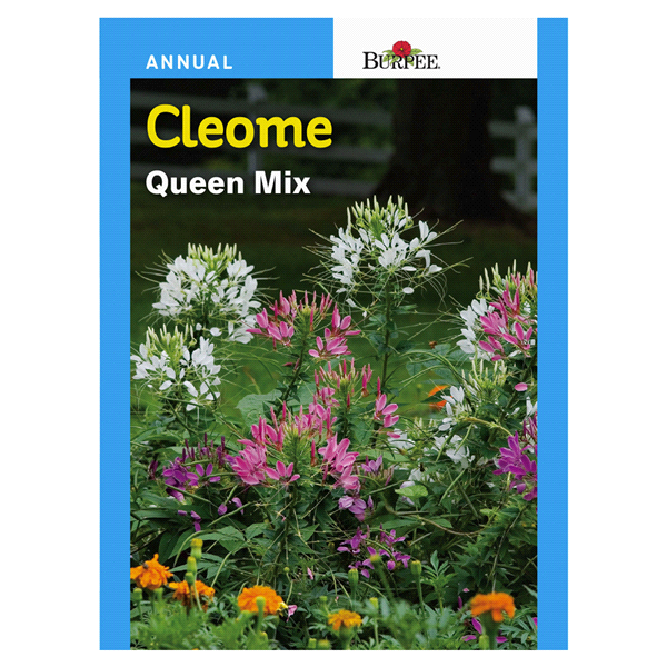 slide 1 of 1, Burpee Cleome, Queen Mix, 1 ct