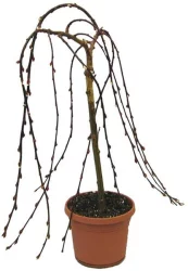 Plants 6in Pussy Willow Tree Plant
