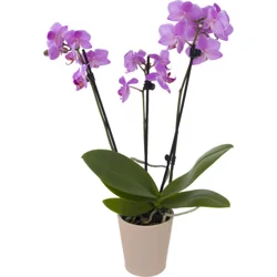 Just Add Ice 3 Inch Orchid in Ceramic Pot (Assorted Colors)