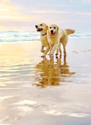 Avanti Anniversary Card - Golden Dogs On Beach