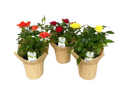 Everyday 4-Inch Mini Rose