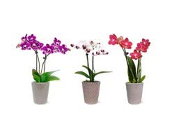 Seasonal Bhaus Orchid