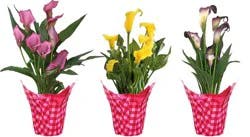 Calla Lily Plant