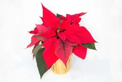 Poinsettia Live Plant Featured in a Pot Cover - Assorted Colors