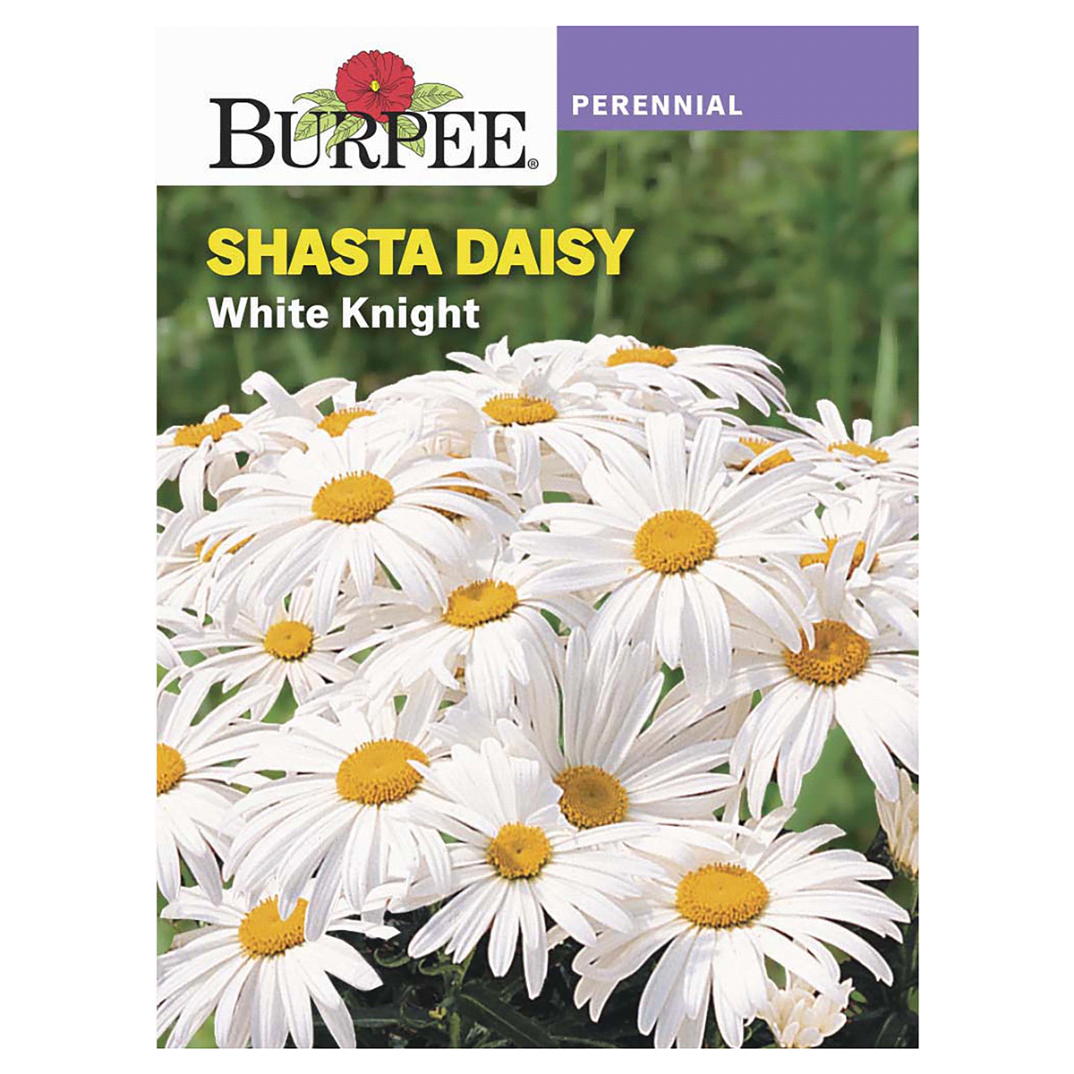 slide 1 of 5, Burpee Shasta Daisy White Knight Seeds, 1 ct