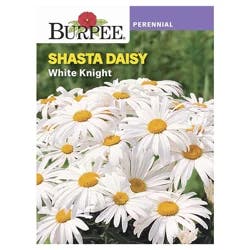 Burpee Shasta Daisy White Knight Seeds