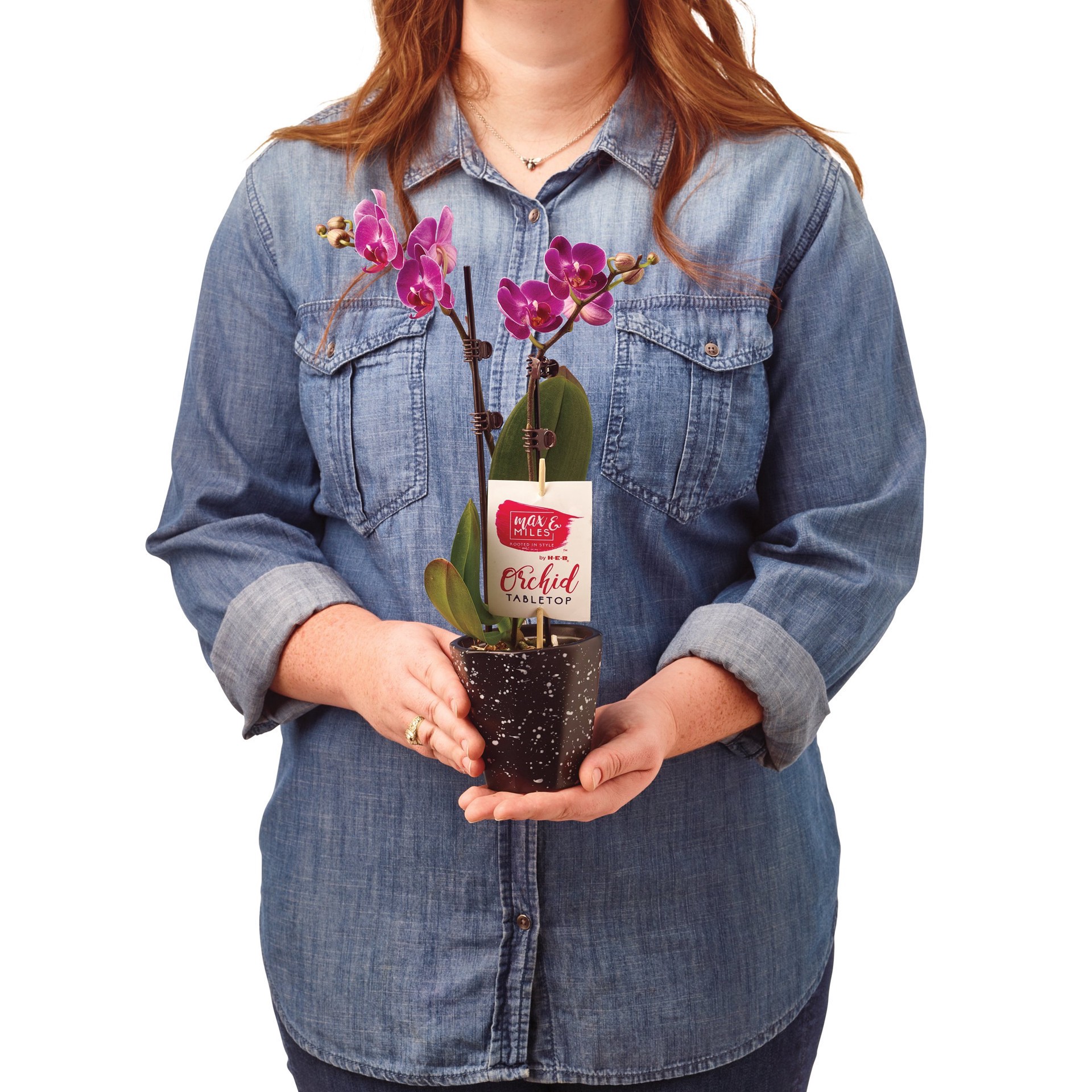 slide 1 of 1, Blooming Potted Orchid Assorted Clay, 2.5 in