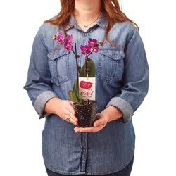 Blooming Potted Orchid Assorted Clay