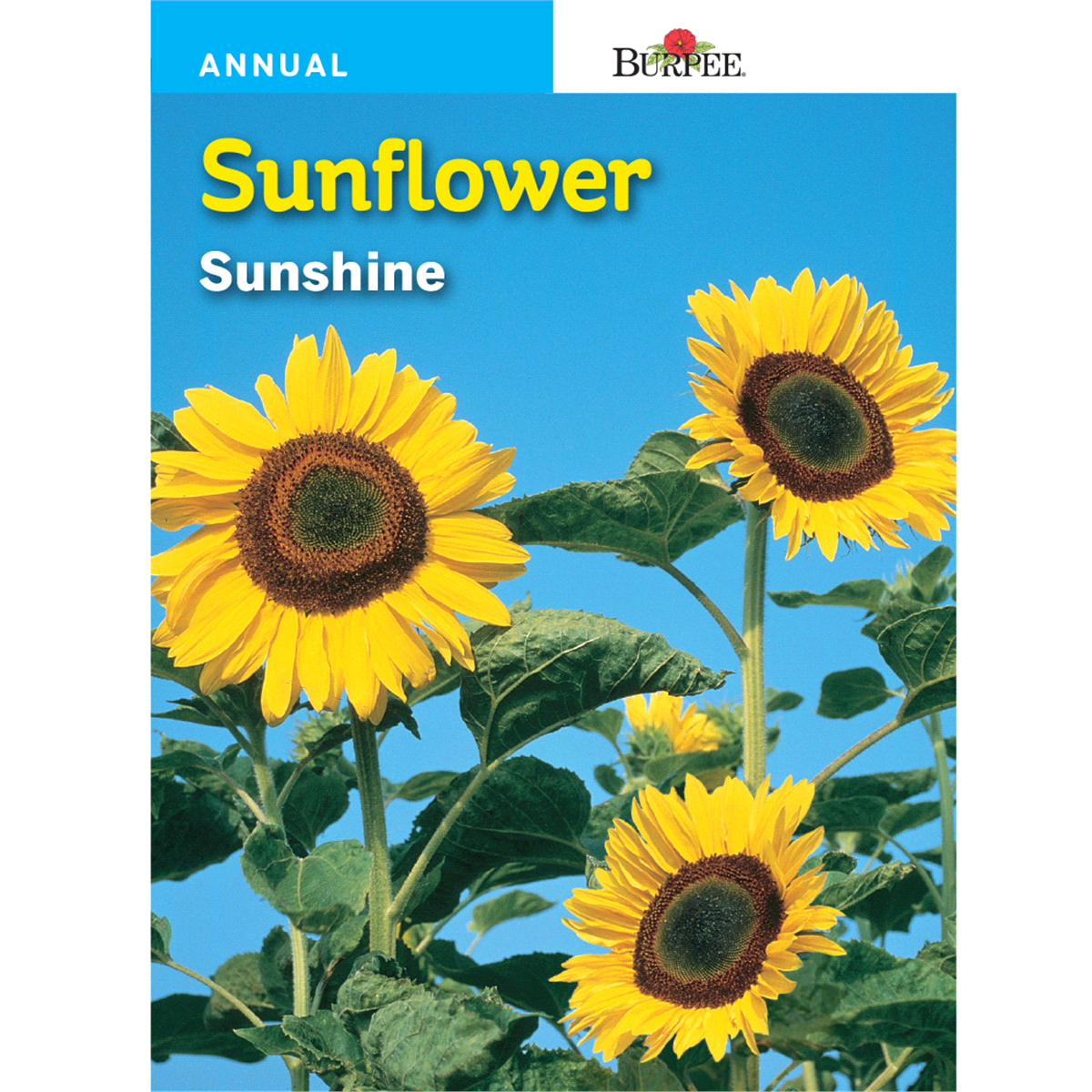 slide 1 of 1, Burpee Sunflower, Sunshine, 1 ct