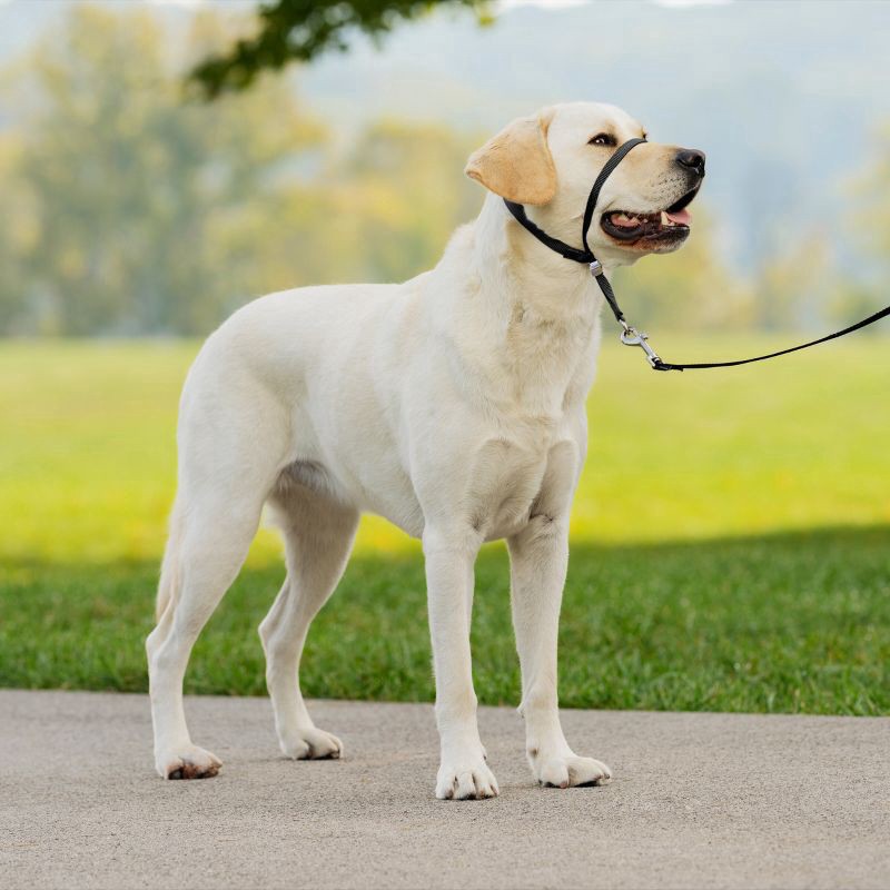 slide 5 of 8, PetSafe Gentle Leader Headcollar, Large, 60 ct; 130 lb