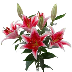Private Selection Oriental Lily Bunch
