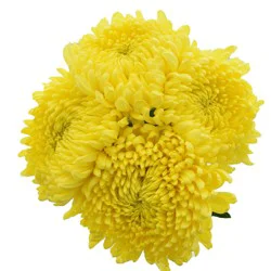 Bouque Consumer Bunch Disbuds