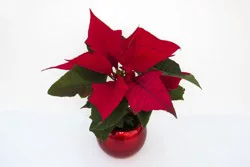 Potted Poinsettia