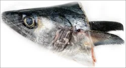 Fish-Head King Fish Head