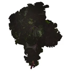 Kale 1 ea