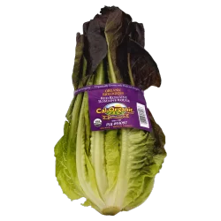 Organic Red Romaine Lettuce