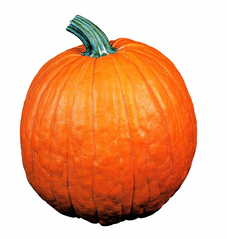 slide 1 of 1, Large Pumpkin up to 19 Lbs, 1 ct