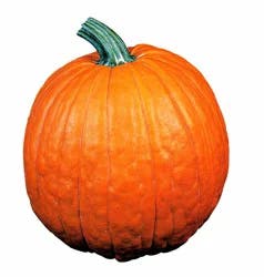 Large Pumpkin up to 19 Lbs