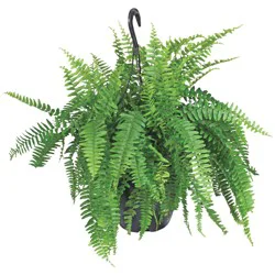 Railroad Nursery Boston Fern Hanging Basket