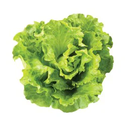Bibb Lettuce