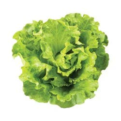 Bibb Lettuce