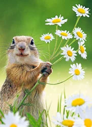 Avanti Squirrel Holding Flowers Card