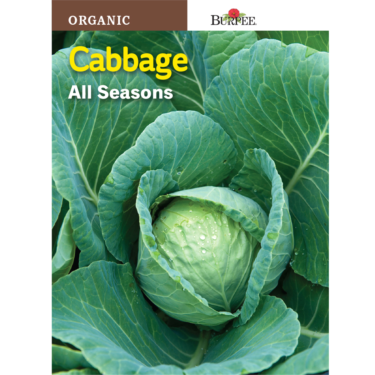 slide 1 of 1, Burpee Organic Cabbage All Seasons Seeds, 1 ct