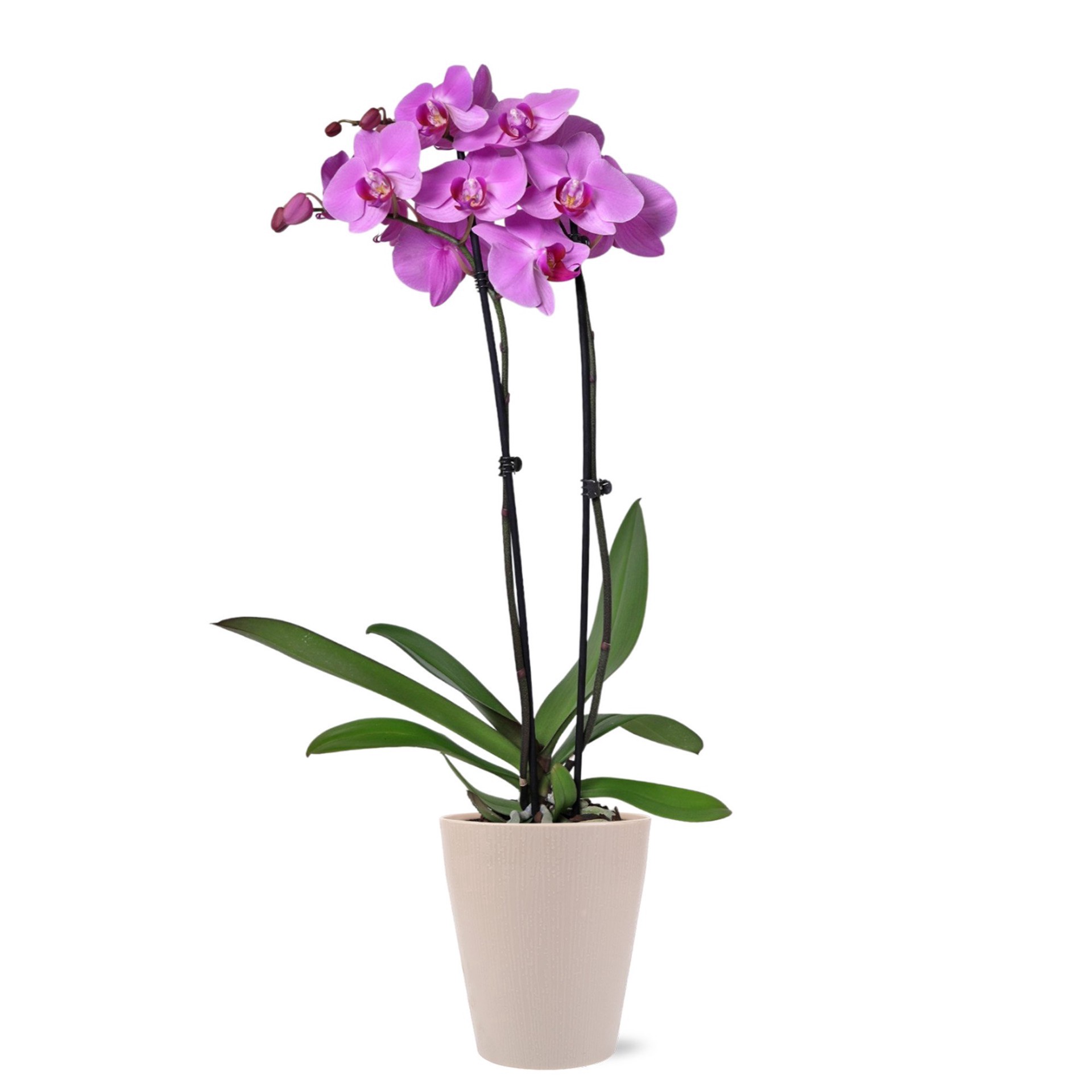 slide 1 of 1, BLOOMS by H-E-B Potted Orchid, 5 in