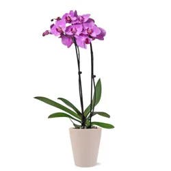 BLOOMS by H-E-B Potted Orchid
