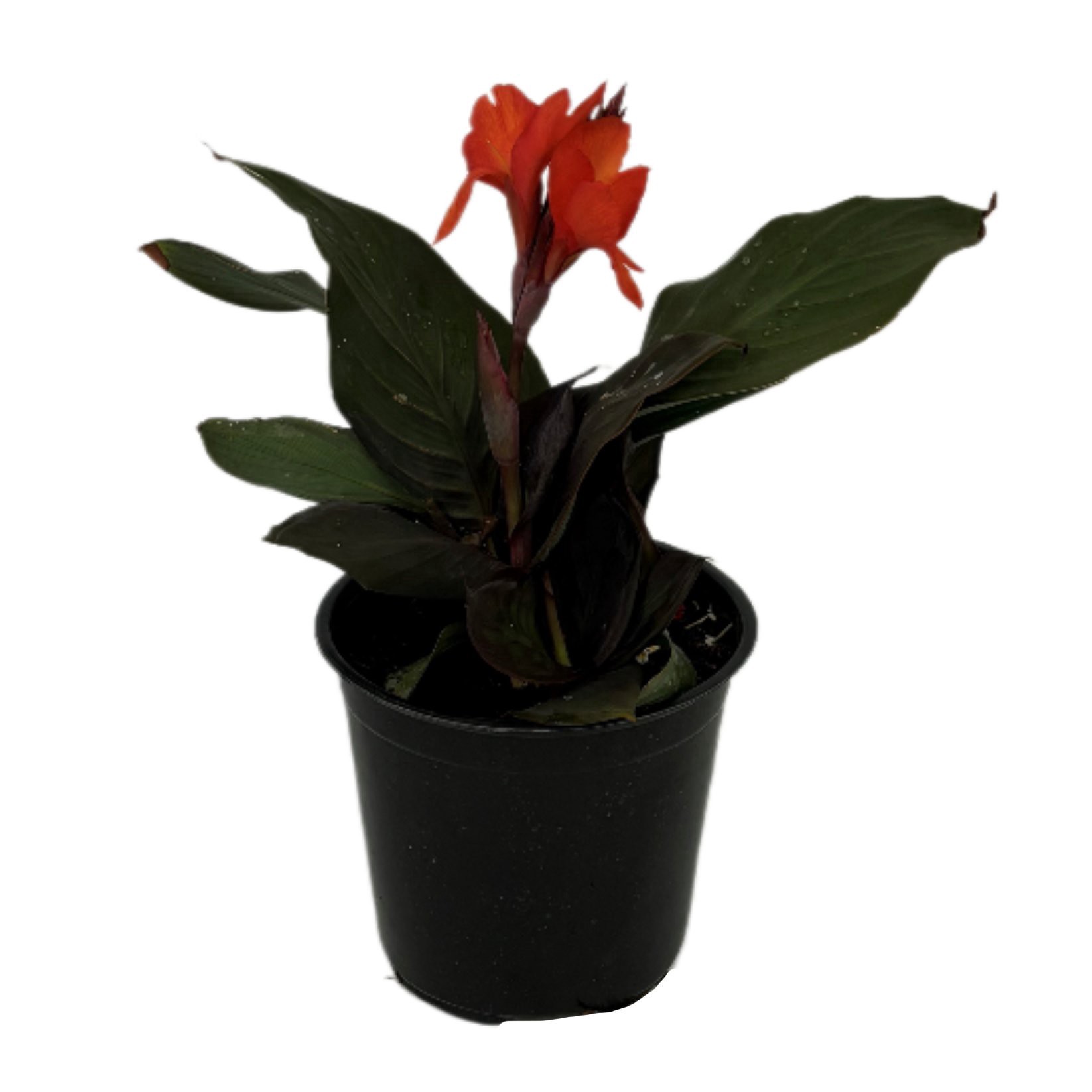 slide 1 of 1, H-E-B Canna, 8 ft